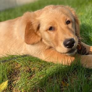 Meet your Posher, Joe